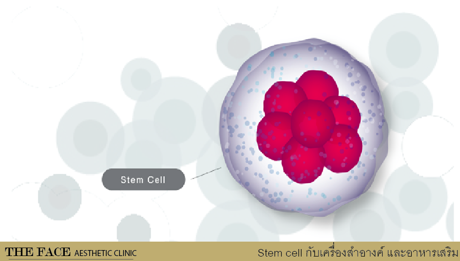 STEM CELL ในพวกครีมและอาหารเสริม เป็นไปได้จริง ??